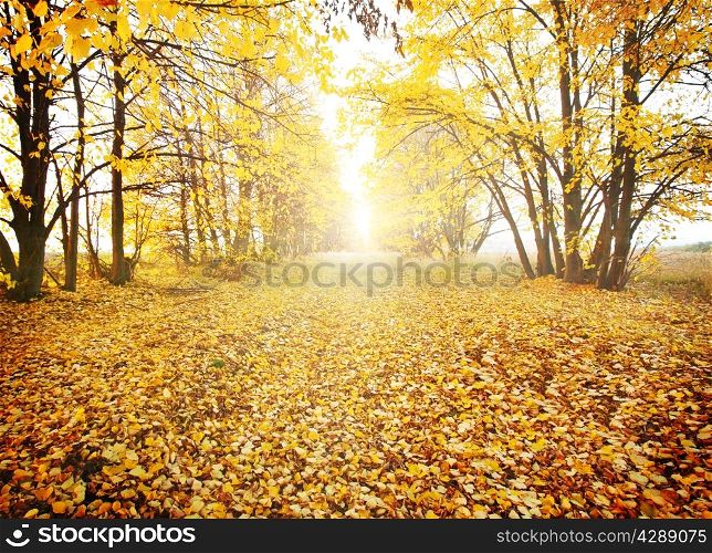 Footpath in autumn park with yellow foliage