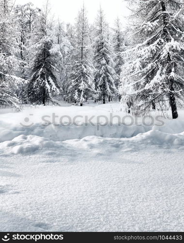 footpath in deep snowdrift in forest in snow-covered coniferous forest on winter day