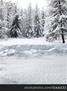 footpath in deep snowdrift in forest in snow-covered coniferous forest on winter day