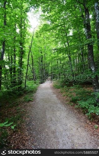 Footpath in forest among the bright green trees