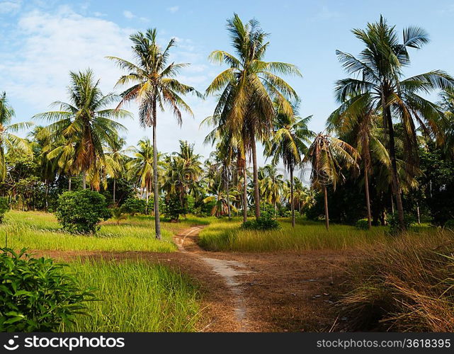 footpath in palm forest in Phuket Thailand