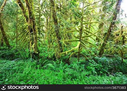 footpath in redwood forest
