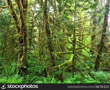 footpath in redwood forest