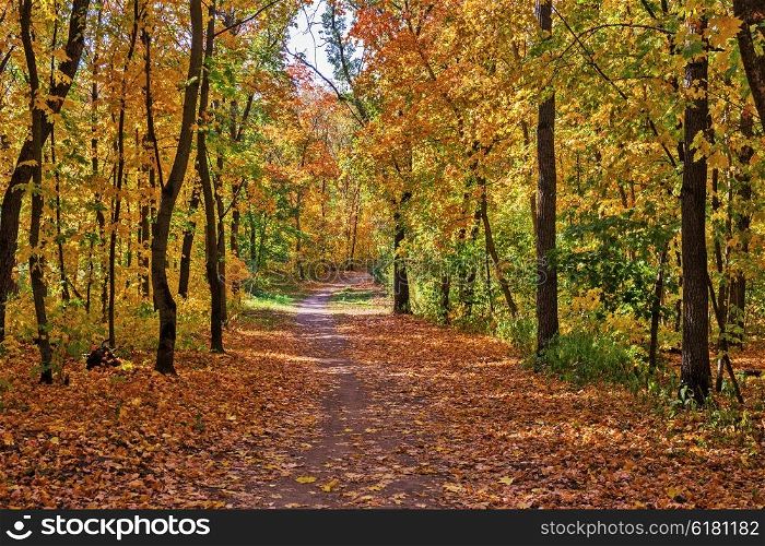 Footpath in the autumn forest