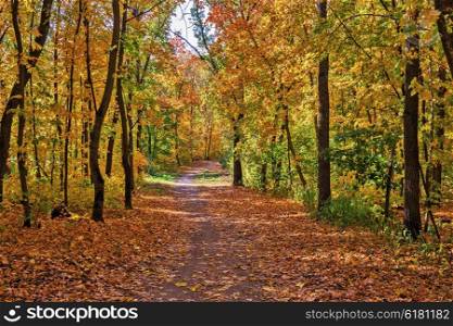 Footpath in the autumn forest