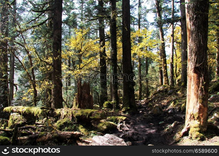 Footpath in the autumn forest in mountain in Nepal