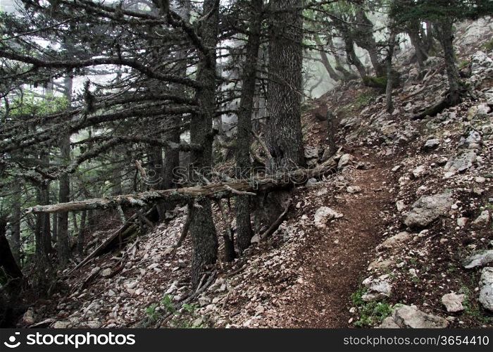 Footpath in the dark forest on the Lycian way near Tsahtali, Turkey