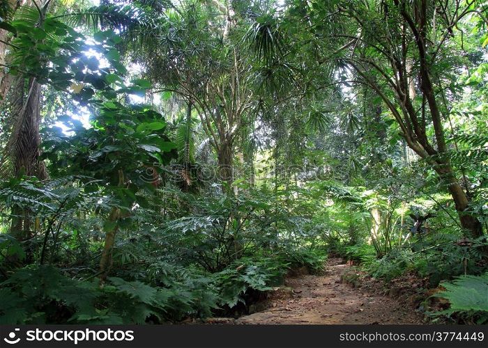 Footpath in the dense tropical forest, Sri Lanka