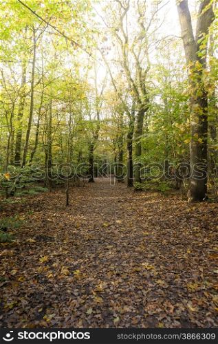 footpath in the fall in a forest
