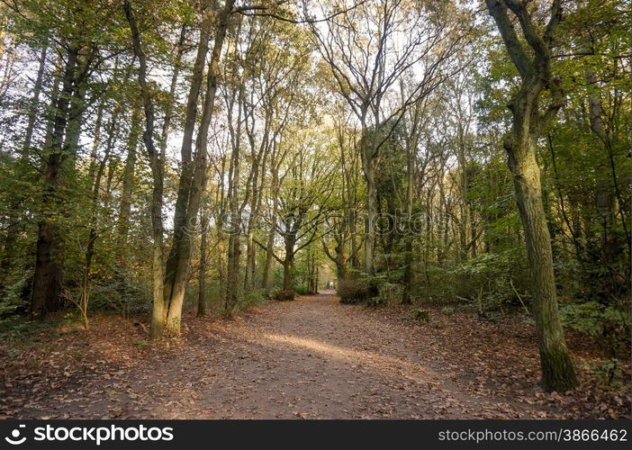 footpath in the fall in a forest