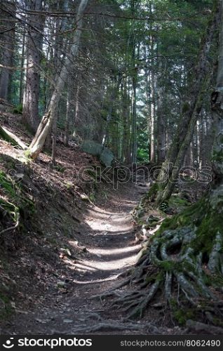 Footpath in the forest in Lichtenstein