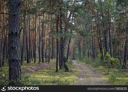 Footpath in the forest in Moscow region, Russia