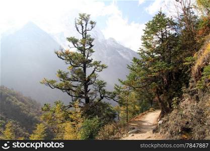 Footpath in the forest on the slope of mount n Nepal
