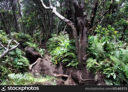 Footpath in the forest on the slope of volcano Kerinci in Indonesia