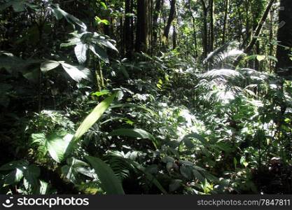 Footpath in the forest on the volcano Kerinci in Indonesia