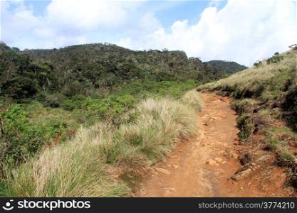 Footpath in the Horton plains national park, Sri Lanka