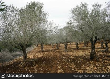 Footpath in the olive orchard in Isrsael