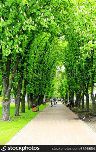 footpath in the park with big trees. wide footpath in the park with big green trees