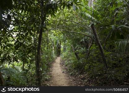 Footpath in tropical rainforest, Yelapa, Jalisco, Mexico