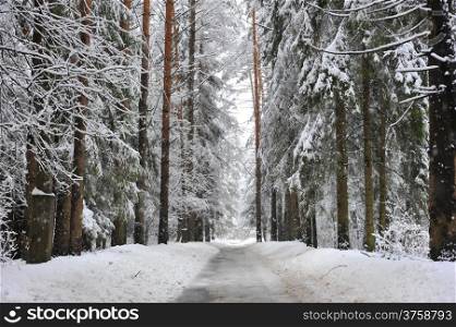 footpath in winter snowy forest