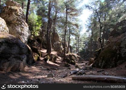 Footpath inside deep forest in Turkey