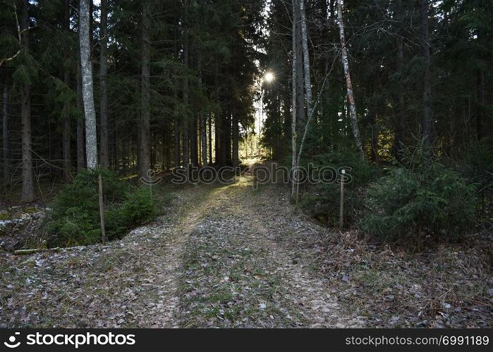 Footpath into a coniferous forest with a sunlit glade at the end