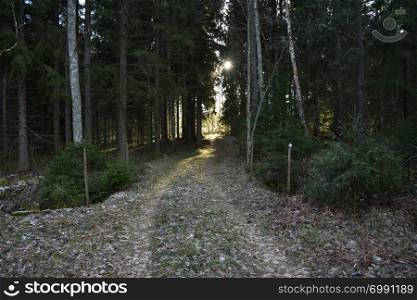 Footpath into a coniferous forest with a sunlit glade at the end