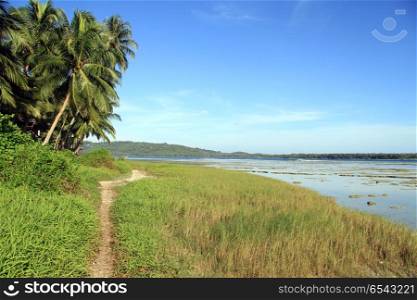 Footpath near palm tree plantation in Nias, Indonesia