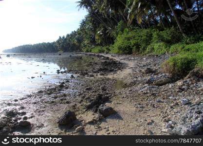 Footpath near palm tree plantation in Nias island, Indonesia