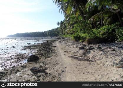 Footpath near palm tree plantation on Pantai Sorak beach in Nias, Indonesia