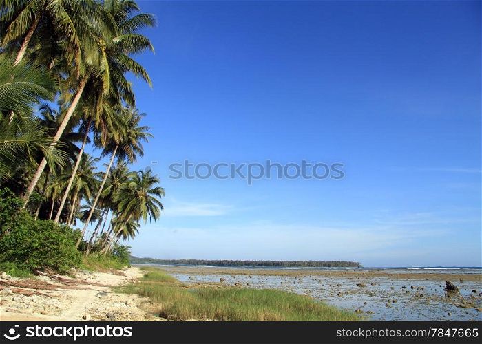 Footpath near palm tree plantation on the Pantai Sorak beach in Nias, Indonesia