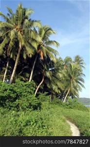 Footpath near palm tree plantation on the Pantai Sorak beach in Nias, Indonesia