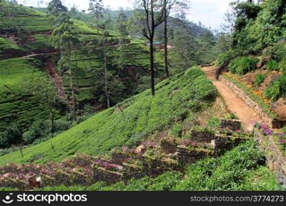 Footpath on the tea plantation near Nuwara Eliya, Sri Lanka