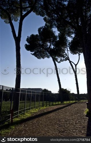 footpath surrounded by pines going into a curve