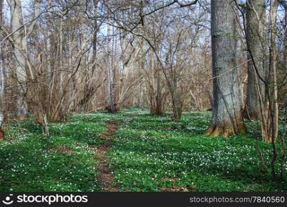 Footpath surrounded of windflowers in a deciduous forest. From the swedish island Oland.