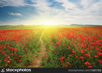 Footpath to sun and meadow of poppies. Spring nature landscape.