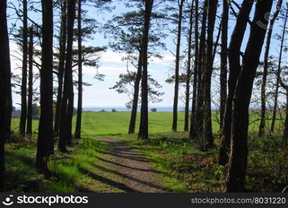 Footpath to the coast through a pine tree forest at spring