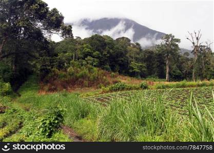 Footpath to volcano Kerinci in Indonesia