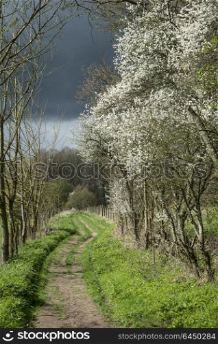 Footpath with blackthorn trees in stormy weather in Spring English countryside landscape