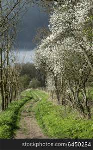 Footpath with blackthorn trees in stormy weather in Spring English countryside landscape