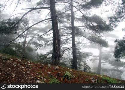 Footpath with mist in the forest on the mount Tahtali, Turkey