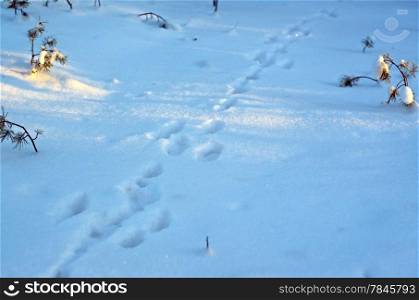 Footprint and shadow on snow