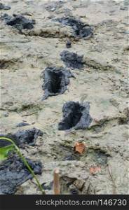 footprint in mangrove forest