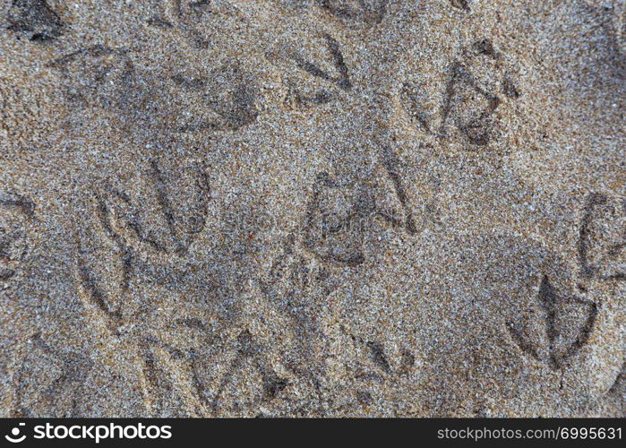 footprint of bird seagull in sand