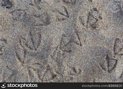 footprint of bird seagull in sand