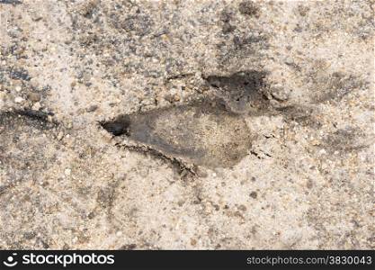 footprint of impala in the sand in africa