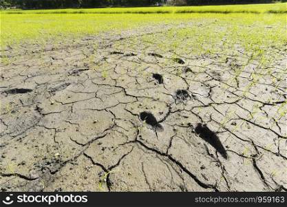 Footprint on dry rice fields,nature background