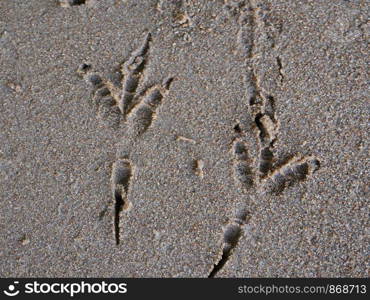 footprints crow in sand
