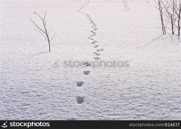Footprints in deep snow, countryside, sunny winter day