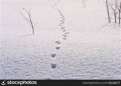 Footprints in deep snow, countryside, sunny winter day